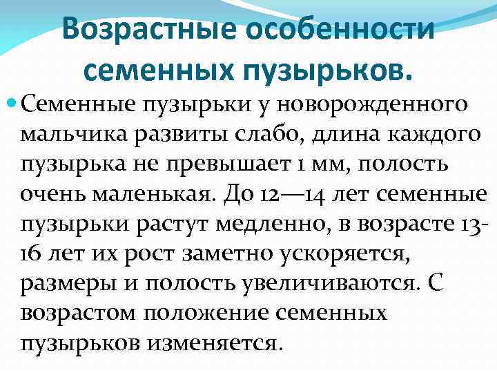 Возрастные особенности семенных пузырьков. Семенные пузырьки у новорожденного мальчика развиты слабо, длина каждого пузырька