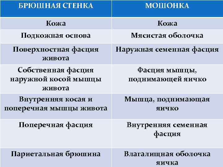 БРЮШНАЯ СТЕНКА МОШОНКА Кожа Подкожная основа Мясистая оболочка Поверхностная фасция живота Наружная семенная фасция