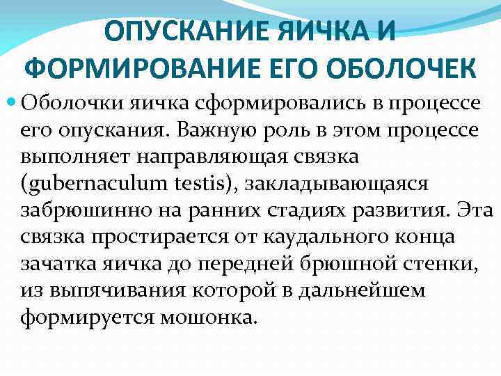 ОПУСКАНИЕ ЯИЧКА И ФОРМИРОВАНИЕ ЕГО ОБОЛОЧЕК Оболочки яичка сформировались в процессе его опускания. Важную