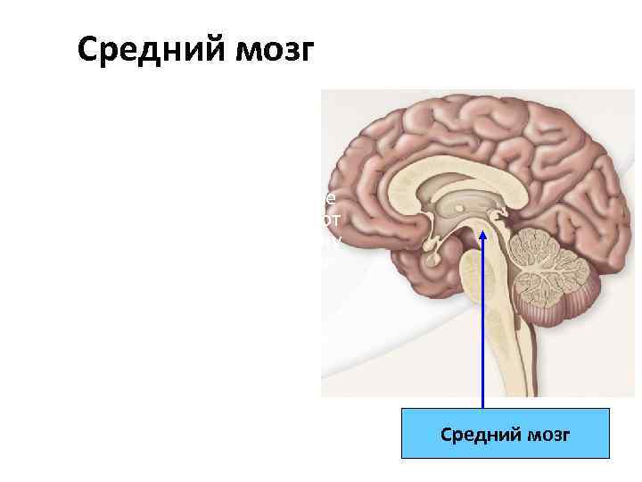 Средний мозг • Ориентировочные рефлексы на зрительные и слуховые раздражители (поворот головы и тела