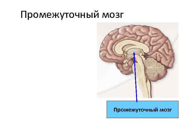 Промежуточный мозг • Поддержание обмена веществ и энергии на оптимальном уровне • Сбор и