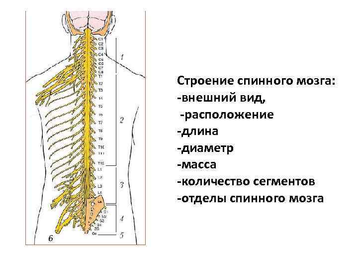Расположение отделов спинного мозга. Наружное и внутреннее строение спинного мозга. Внешнее строение спинного мозга. Наружнеее строение спинного мозга. Внешнее строение спинного мозга анатомия.