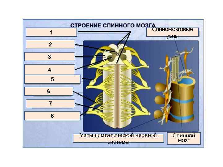 1 Спиномозговые узлы 2 3 4 5 6 7 8 Узлы симпатической нервной системы