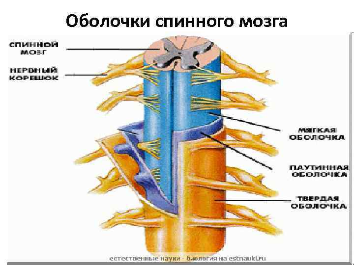 Оболочки спинного мозга 