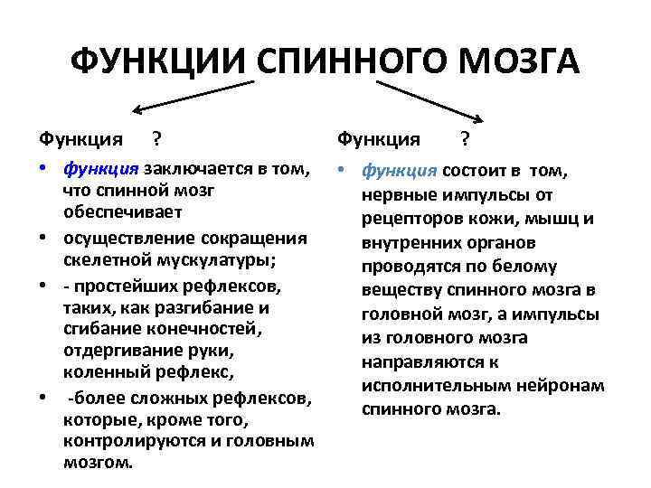 ФУНКЦИИ СПИННОГО МОЗГА Функция ? • функция заключается в том, что спинной мозг обеспечивает