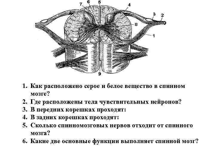 1. Как расположено серое и белое вещество в спинном мозге? 2. Где расположены тела