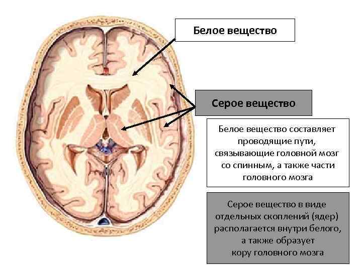 Белое вещество Серое вещество Белое вещество составляет проводящие пути, связывающие головной мозг со спинным,