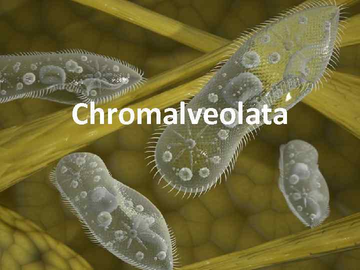 Chromalveolata 
