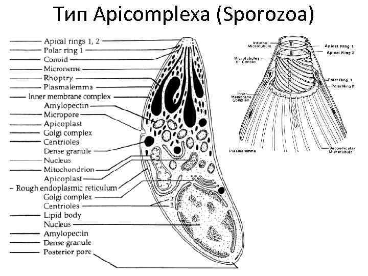 Тип Apicomplexa (Sporozoa) 