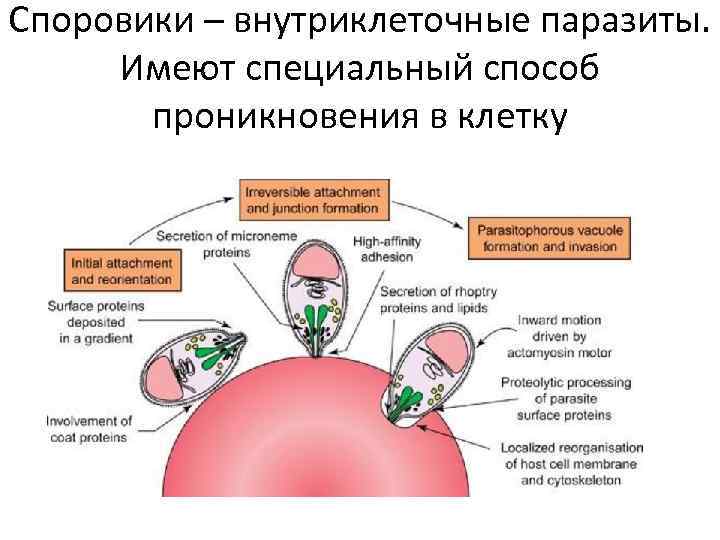 Споровики – внутриклеточные паразиты. Имеют специальный способ проникновения в клетку 