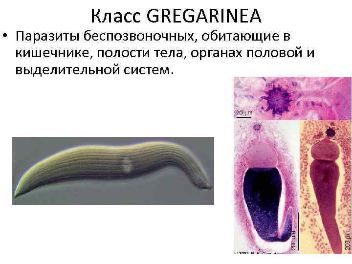 Класс GREGARINEA • Паразиты беспозвоночных, обитающие в кишечнике, полости тела, органах половой и выделительной