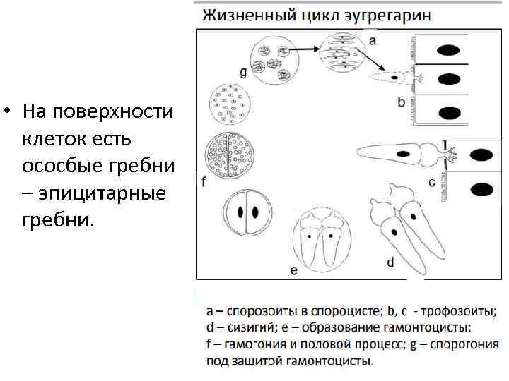  • На поверхности клеток есть ососбые гребни – эпицитарные гребни. 