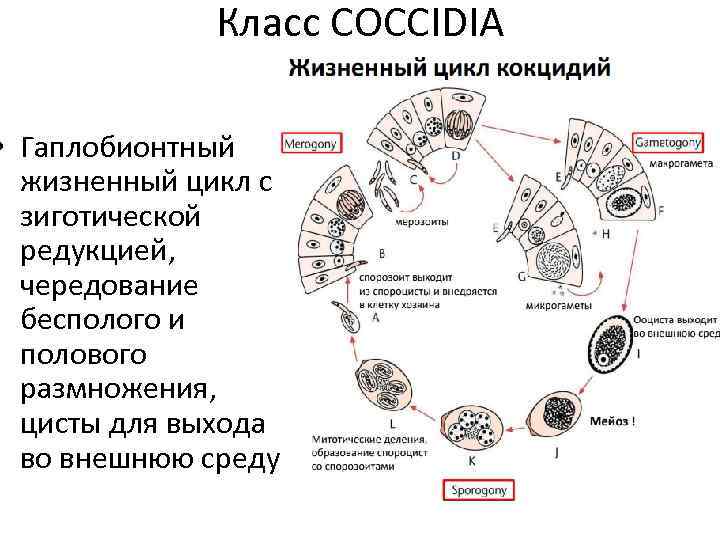 Класс COCCIDIA • Гаплобионтный жизненный цикл с зиготической редукцией, чередование бесполого и полового размножения,