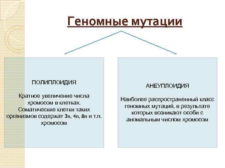 Кратное увеличение числа хромосом