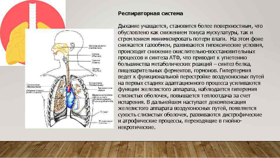 Респираторная система Дыхание учащается, становится более поверхностным, что обусловлено как снижением тонуса мускулатуры, так