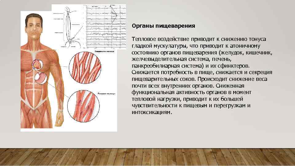 Органы пищеварения Тепловое воздействие приводит к снижению тонуса гладкой мускулатуры, что приводит к атоничному