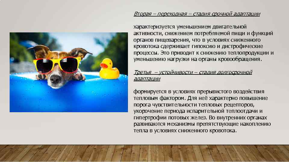 Вторая – переходная – стадия срочной адаптации характеризуется уменьшением двигательной активности, снижением потребляемой пищи