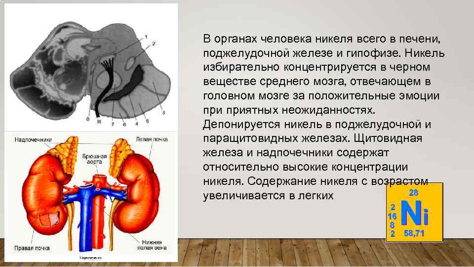 В органах человека никеля всего в печени, поджелудочной железе и гипофизе. Никель избирательно концентрируется