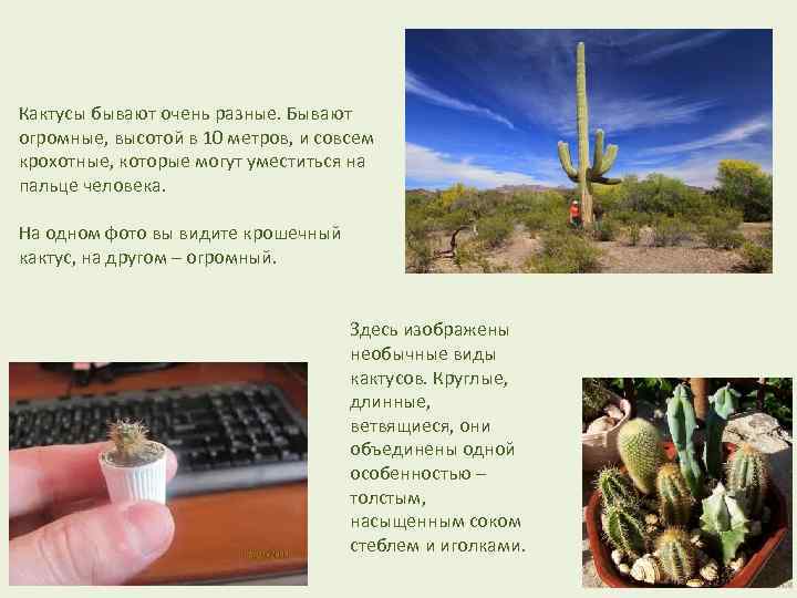 Кактусы бывают очень разные. Бывают огромные, высотой в 10 метров, и совсем крохотные, которые