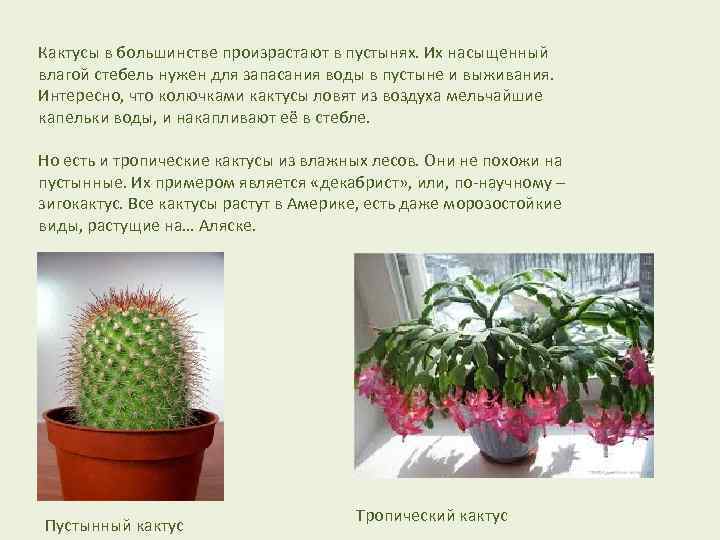 Кактусы в большинстве произрастают в пустынях. Их насыщенный влагой стебель нужен для запасания воды