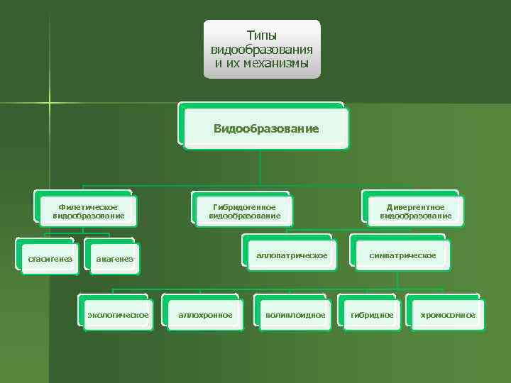 Виды видообразования. Типы видообразования. Типы видообразования в природе. Гибридное видообразование. Гибридологическое видообразование.