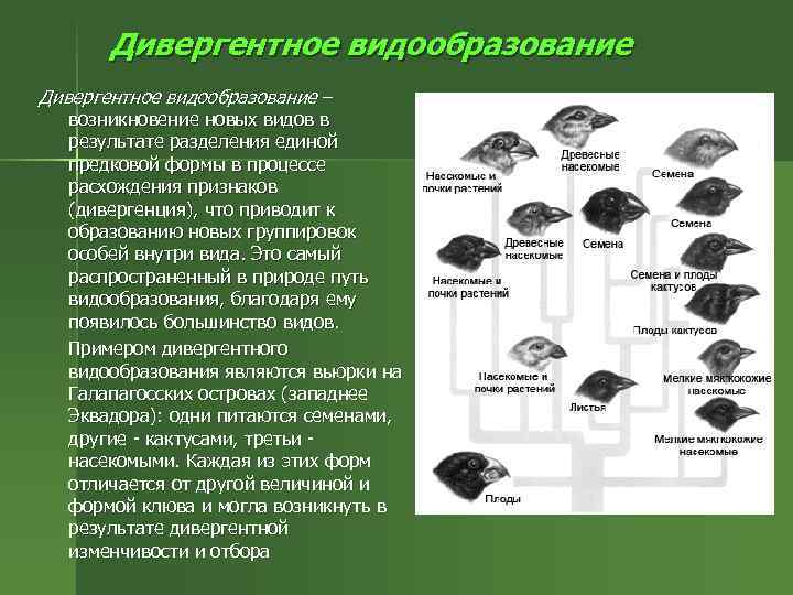 Образование новых видов в природе. Дивергентное видообразование. Диверггендное видообразования. Дивергентное видообразование примеры. Дивергенция видообразование.