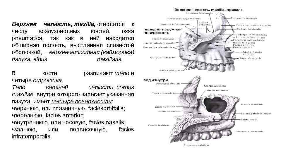 Кости имеющие воздухоносные пазухи