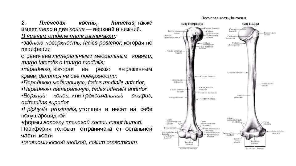 2. Плечевая кость, humerus, также имеет тело и два конца — верхний и нижний.