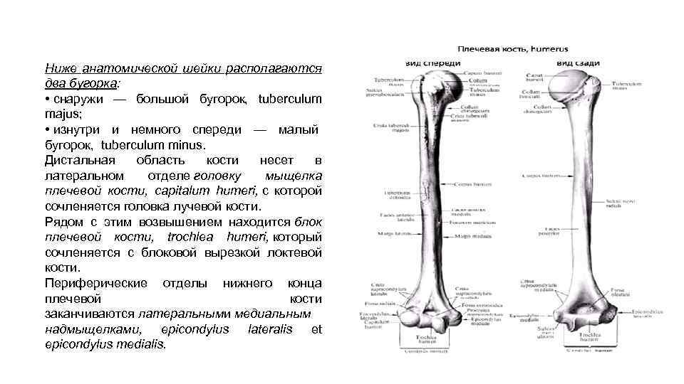 Анатомическая шейка плечевой кости. Плечевая кость Остеология. Анатомия дистального отдела плечевой кости. Бугорок плечевой кости анатомия. Головка плечевой кости Остеология.