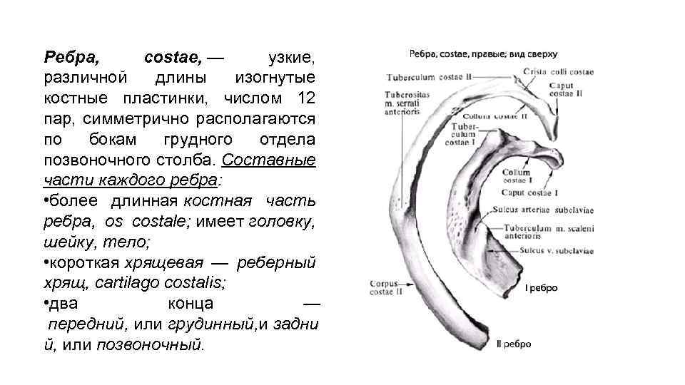 Ребра, costae, — узкие, различной длины изогнутые костные пластинки, числом 12 пар, симметрично располагаются