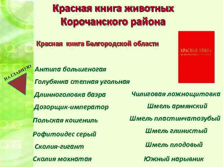 Красная книга животных Корочанского района Красная книга Белгородской области Антипа большеногая Голубянка степная угольная