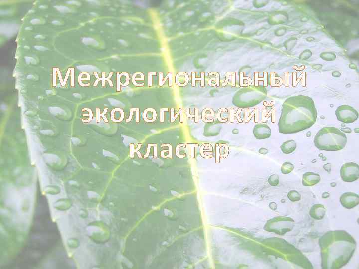 Межрегиональный экологический кластер 