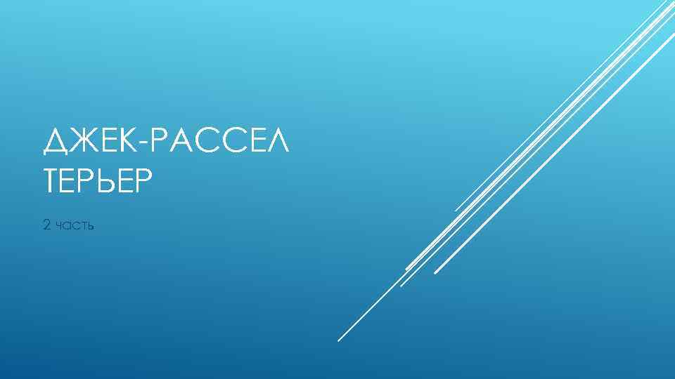 ДЖЕК-РАССЕЛ ТЕРЬЕР 2 часть 