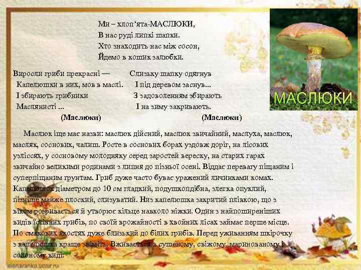 Ми – хлоп‘ята-МАСЛЮКИ, В нас руді липкі шапки. Хто знаходить нас між сосон, Йдемо