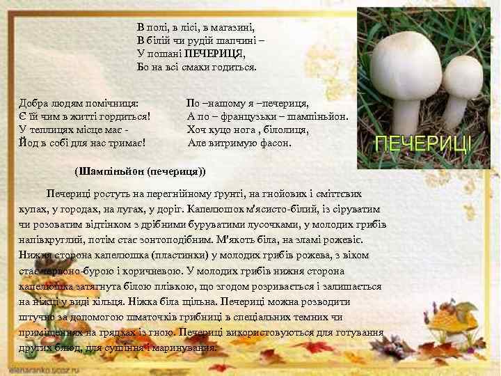 В полі, в лісі, в магазині, В білій чи рудій шапчині – У пошані