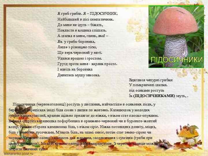 Я грибів. Я – ПІДОСИЧНИК. Найбільший в лісі симпатичник. До мене не ідуть –