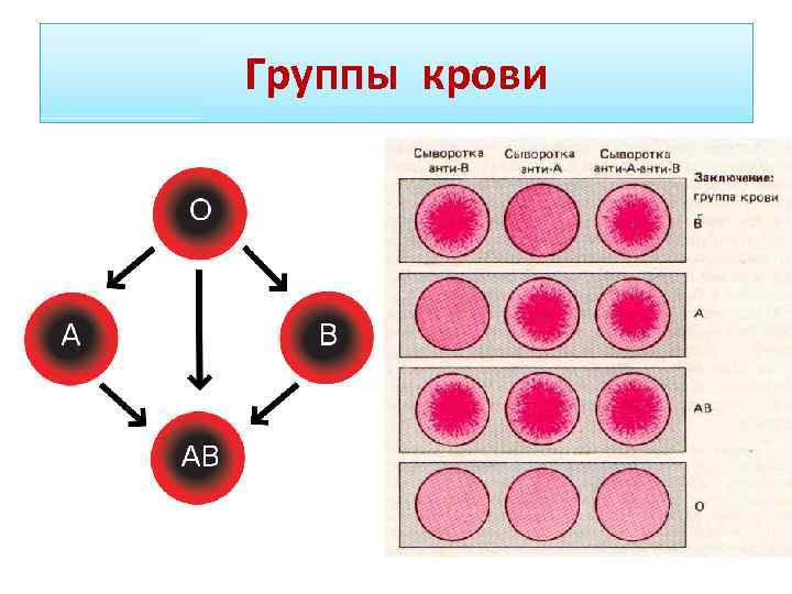 Группа крови рисунок
