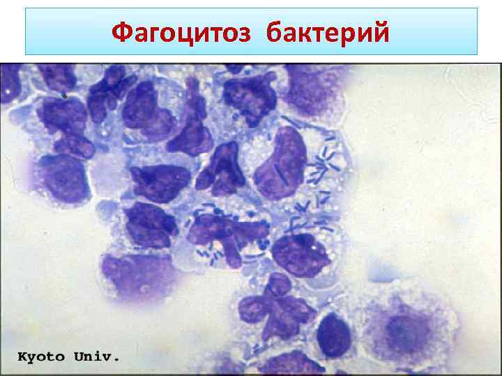 Фагоцитоз фото под микроскопом