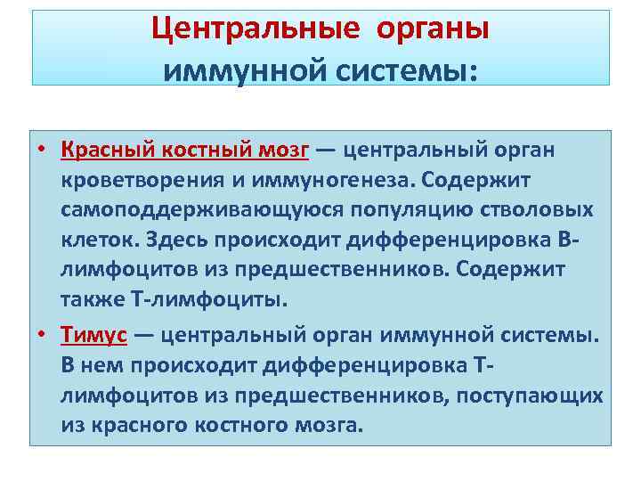 Центральные органы иммунной системы. Центральные органы иммуногенеза. Органы кроветворения и иммуногенеза. Функции органов кроветворения и иммуногенеза. Органы кроветворения и иммуногенеза гистология.