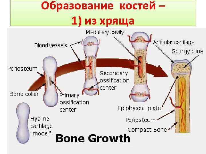 Образование костей – 1) из хряща 