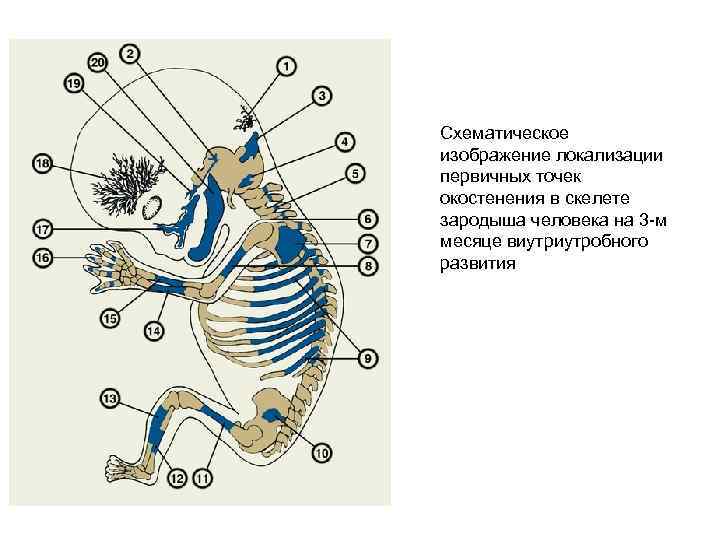 Схематическое изображение локализации первичных точек окостенения в скелете зародыша человека на 3 -м месяце