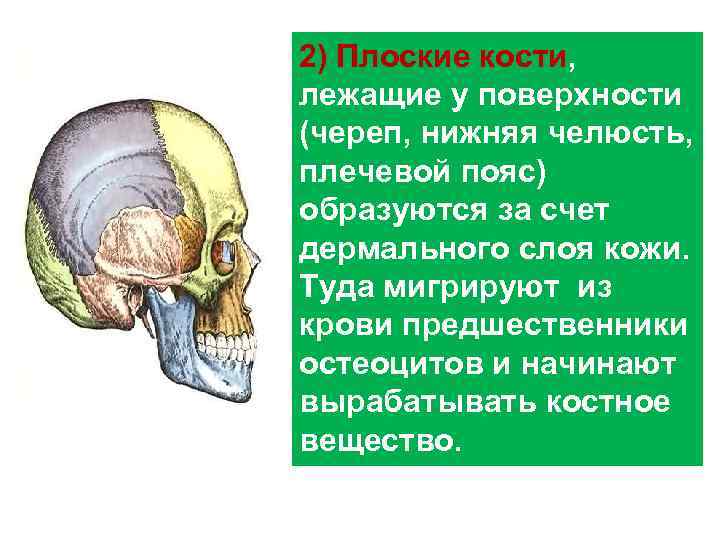 2) Плоские кости, лежащие у поверхности (череп, нижняя челюсть, плечевой пояс) образуются за счет
