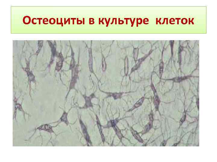 Остеоциты в культуре клеток 
