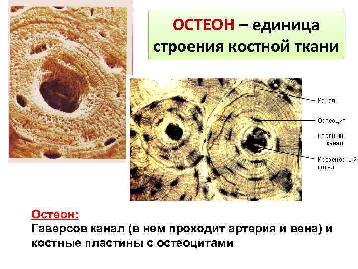 Остеон схема строения