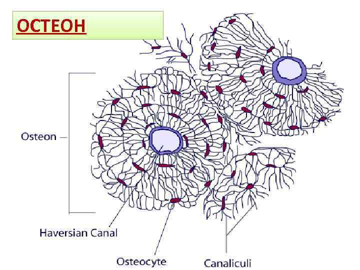 Остеон строение рисунок