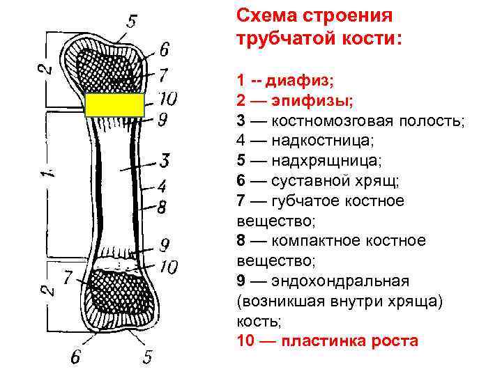 Схема строения трубчатой кости: 1 -- диафиз; 2 — эпифизы; 3 — костномозговая полость;