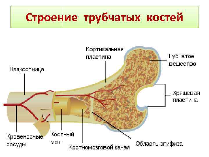 Строение трубчатой кости человека рисунок с подписями