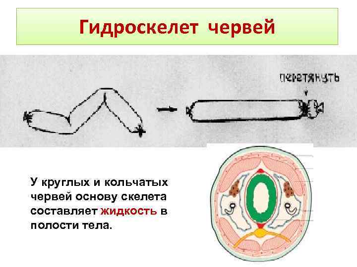 Гидроскелет червей У круглых и кольчатых червей основу скелета составляет жидкость в полости тела.