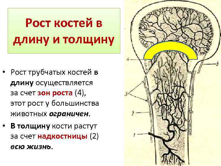 Рост костей в длину и толщину • Рост трубчатых костей в длину осуществляется за