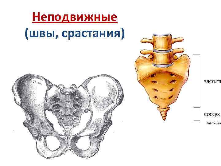 Неподвижные (швы, срастания) 